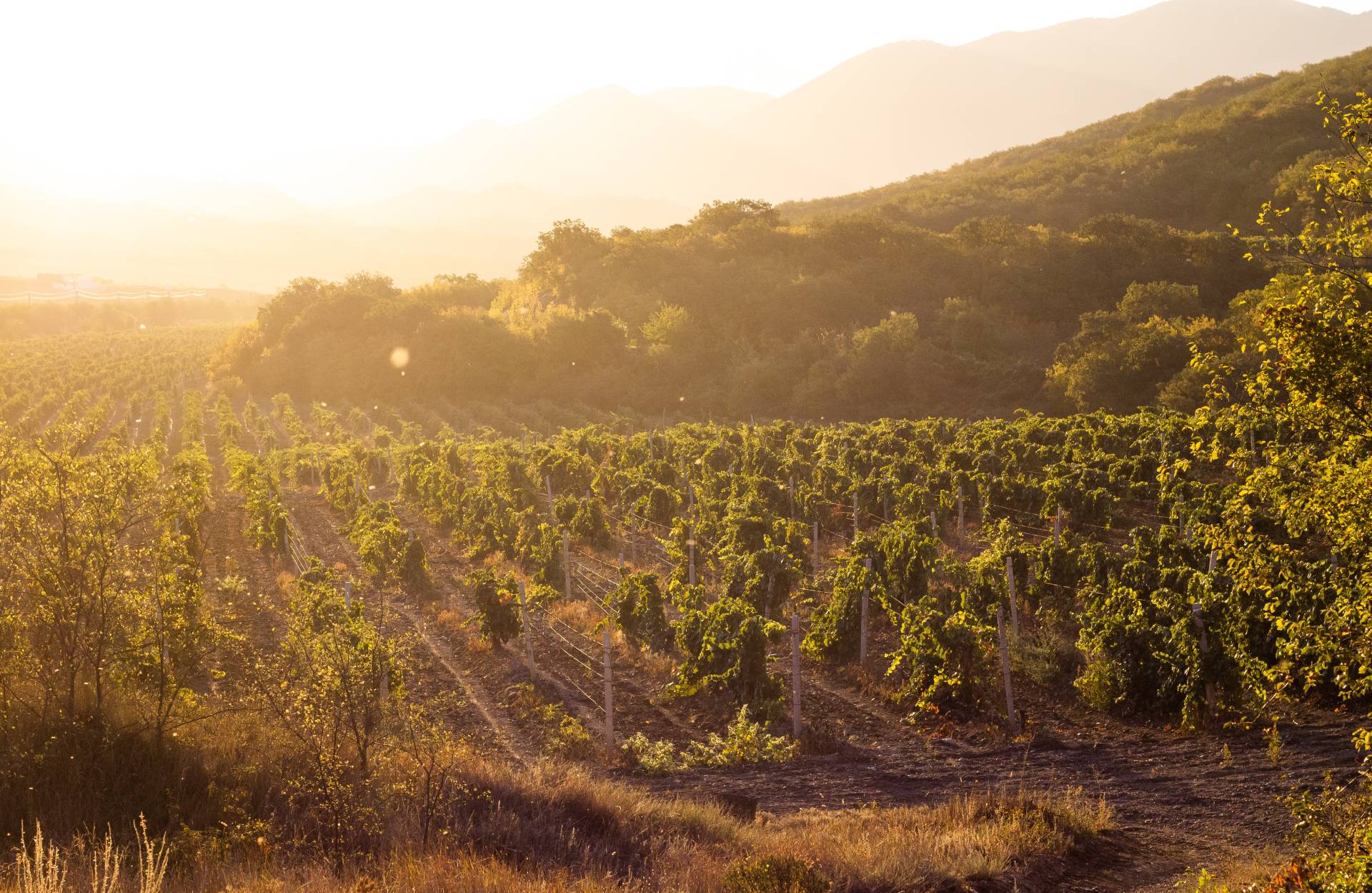 cuatro rayas sauvignon